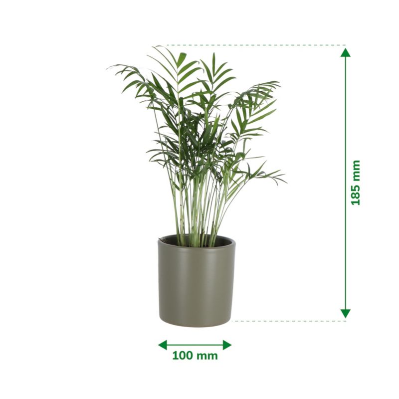 Palma Chamedora wytworna w ceramice 9 cm wys. 25 cm
