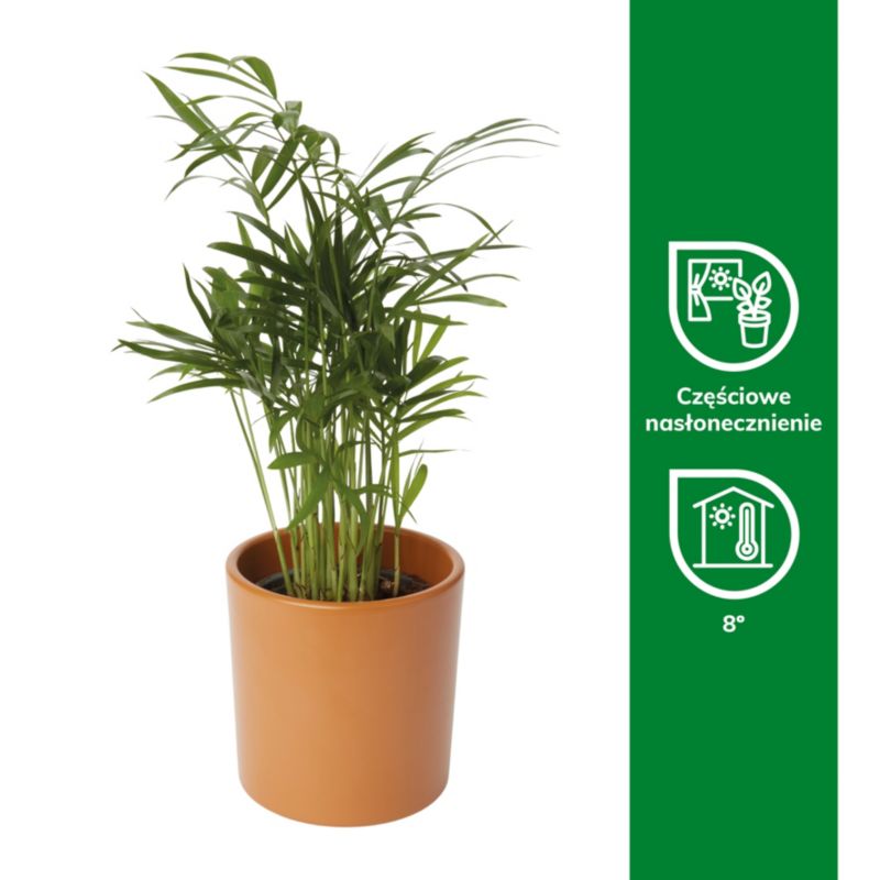 Palma Chamedora wytworna w ceramice 9 cm wys. 25 cm