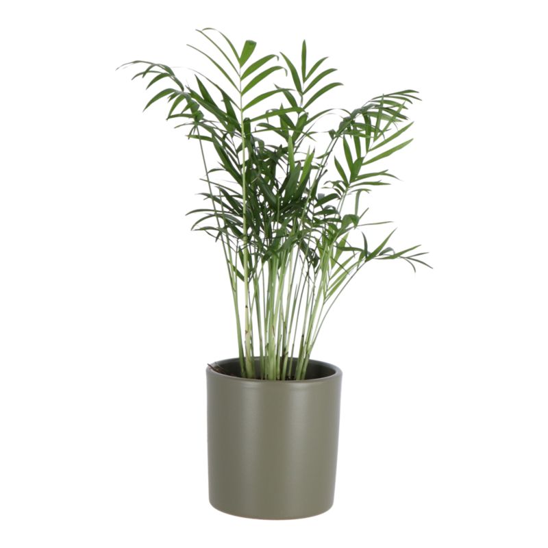 Palma Chamedora wytworna w ceramice 9 cm wys. 25 cm