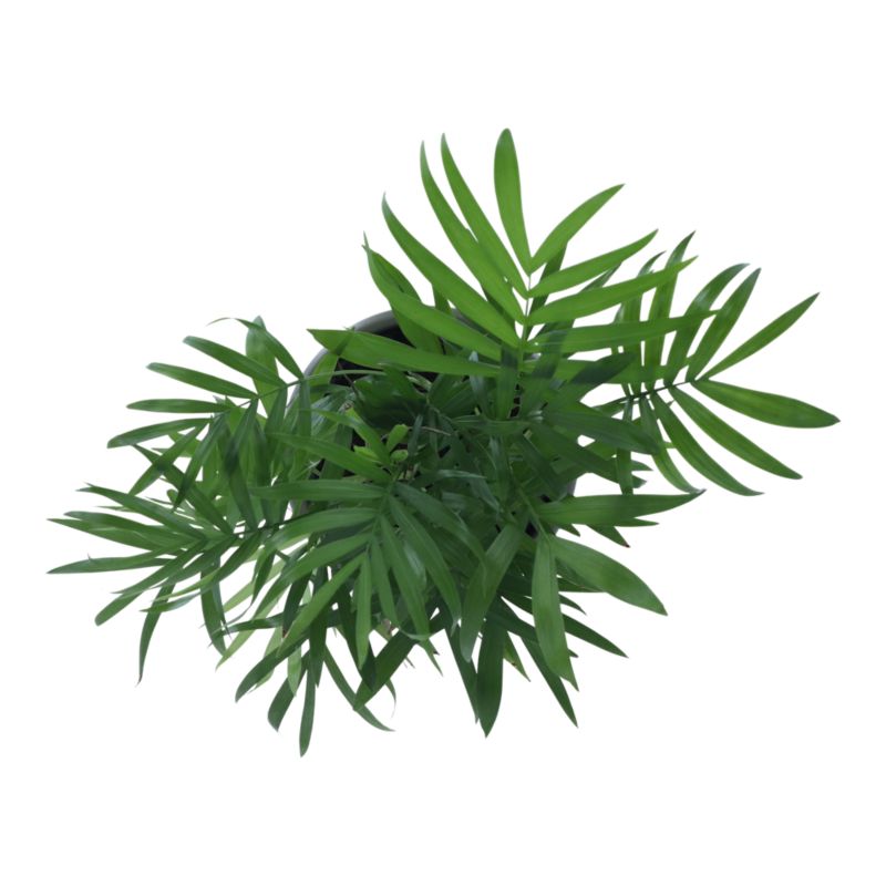 Palma Chamedora wytworna w ceramice 9 cm wys. 25 cm