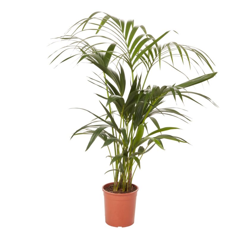 Palma Howea doniczka 19 cm wys. 100 cm