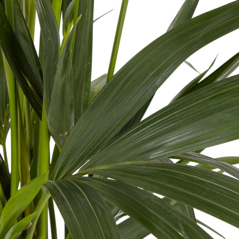 Palma Howea doniczka 24 cm wys. 125 cm