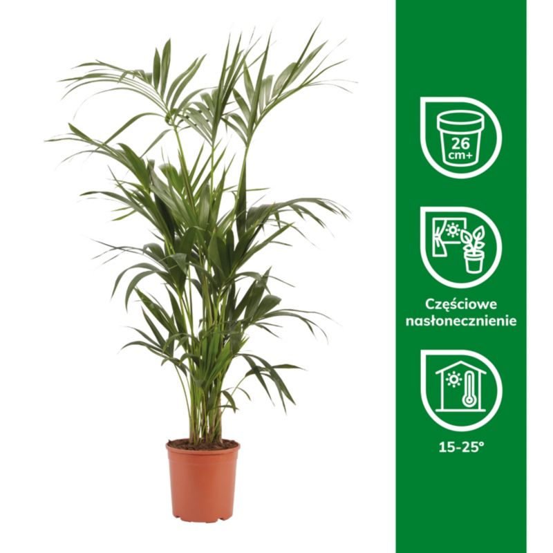 Palma Howea doniczka 24 cm wys. 125 cm