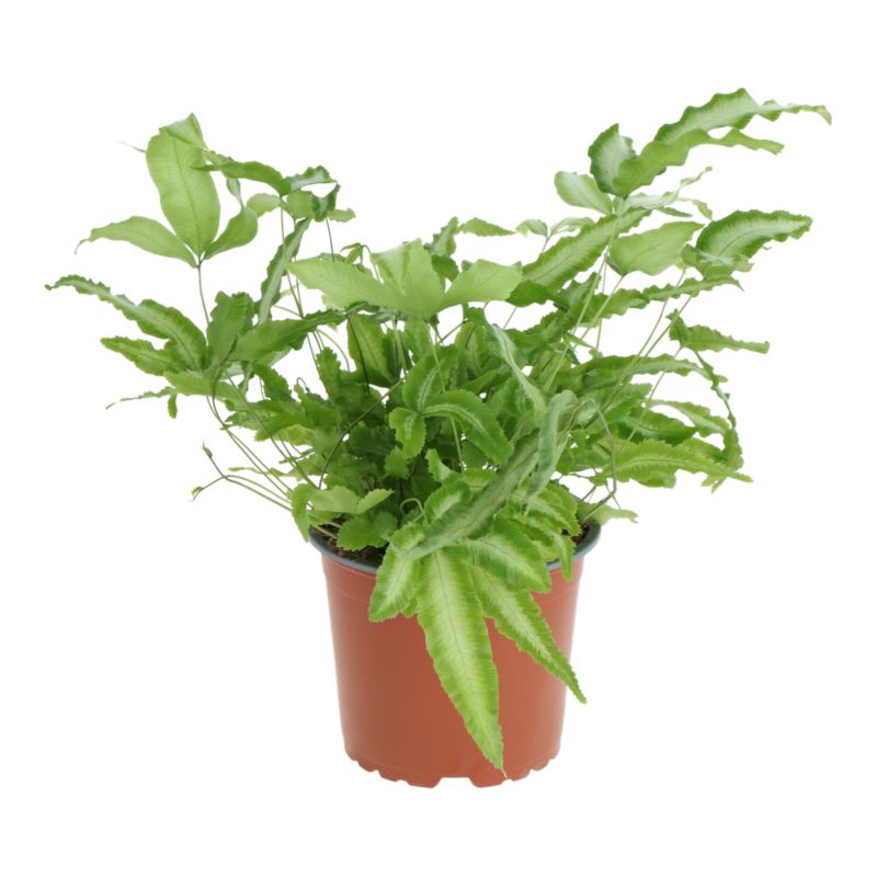 Paproć Albolineata 12 cm
