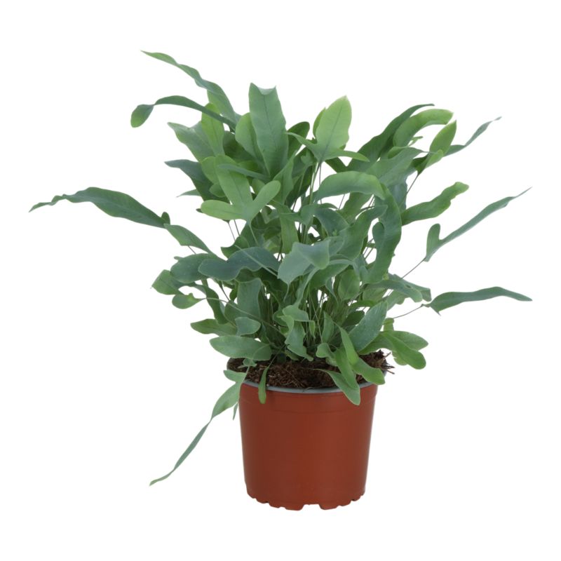 Paproć Blue Star 12 cm