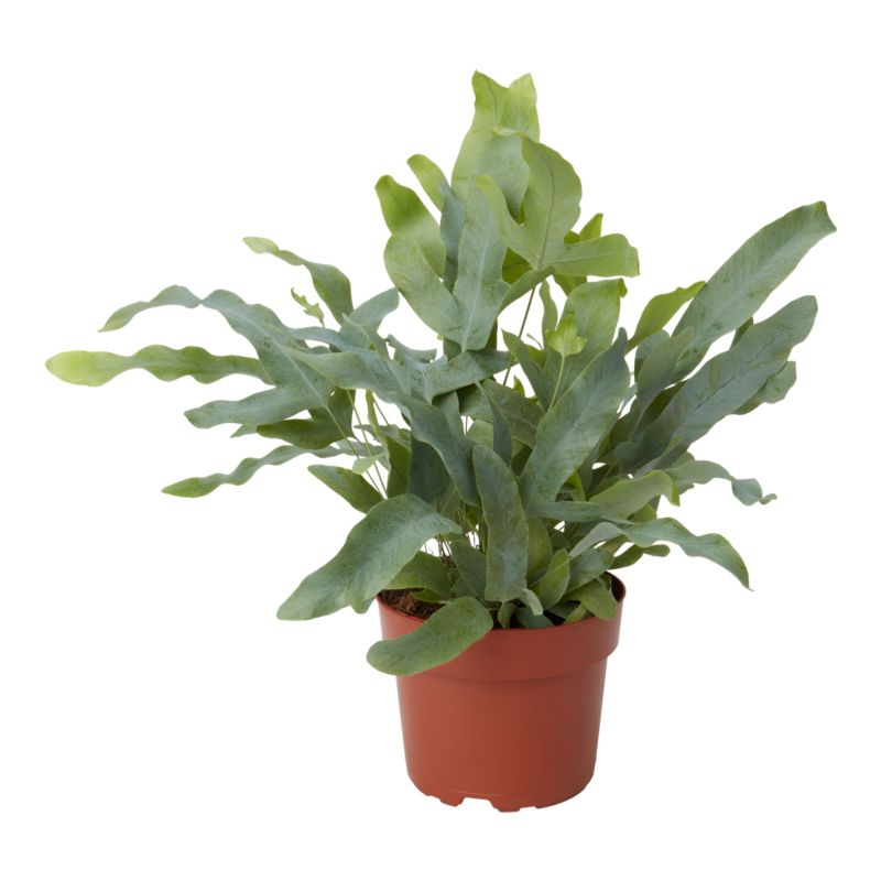 Paproć Blue Star Verve 12 cm wys. 20 cm