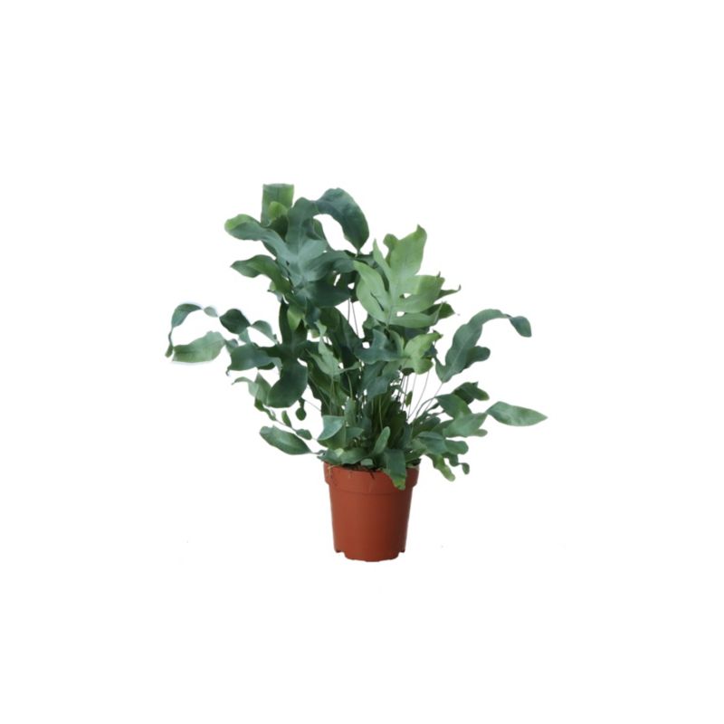 Paproć Blue Star Verve 12 cm wys. 20 cm