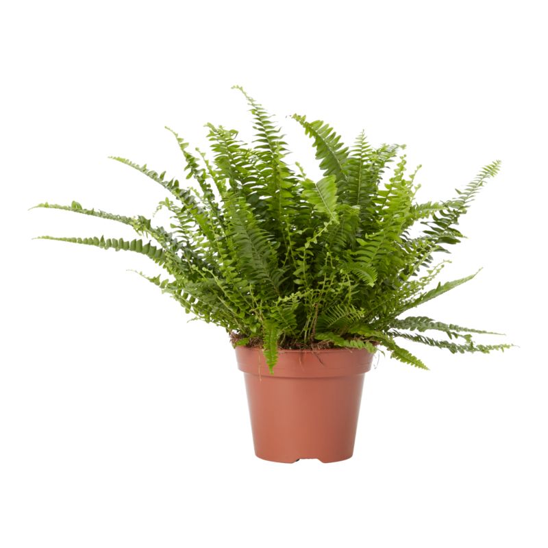 Paproć Boston Fern 17 cm wys. 50 cm