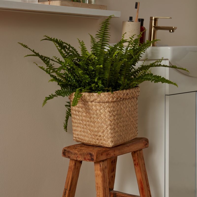 Paproć Boston Fern 17 cm