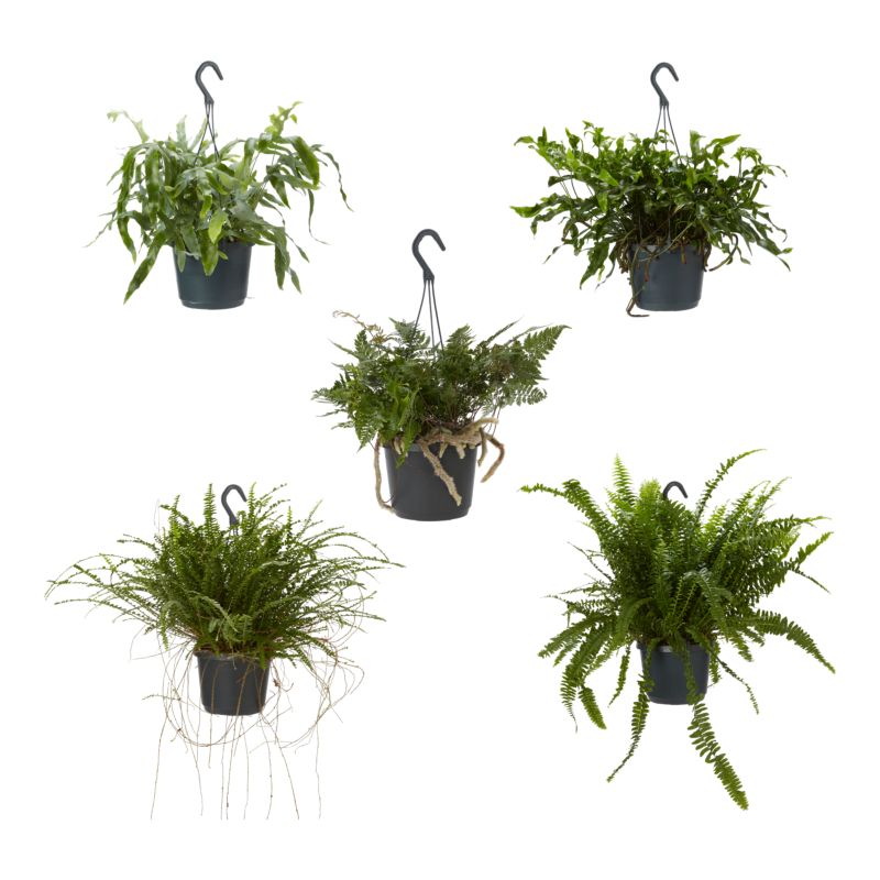 Paproć Ferns wisząca mix Verve 17 cm