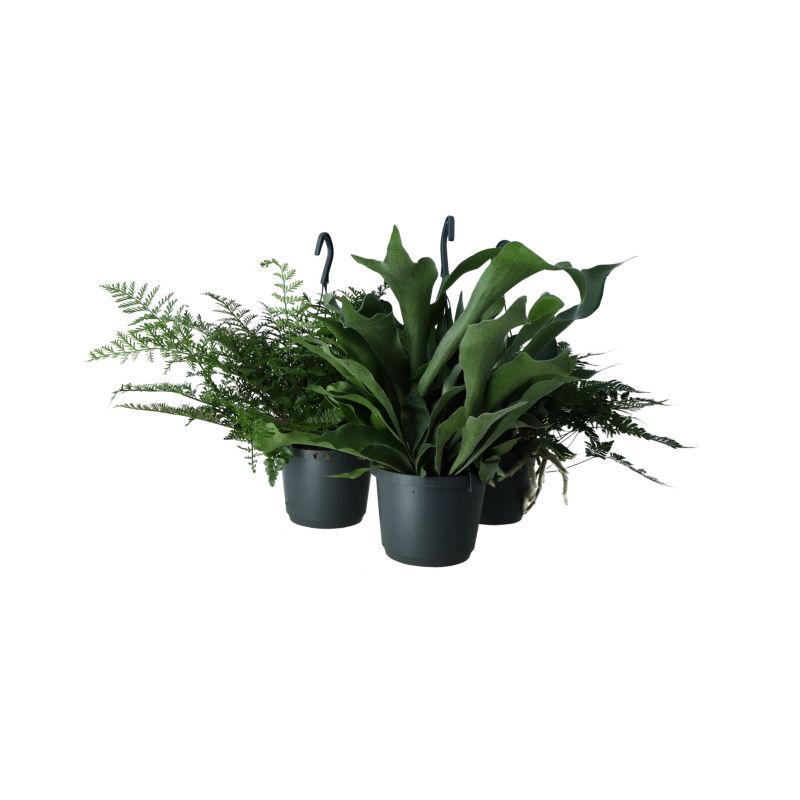 Paproć Ferns wisząca mix Verve 17 cm