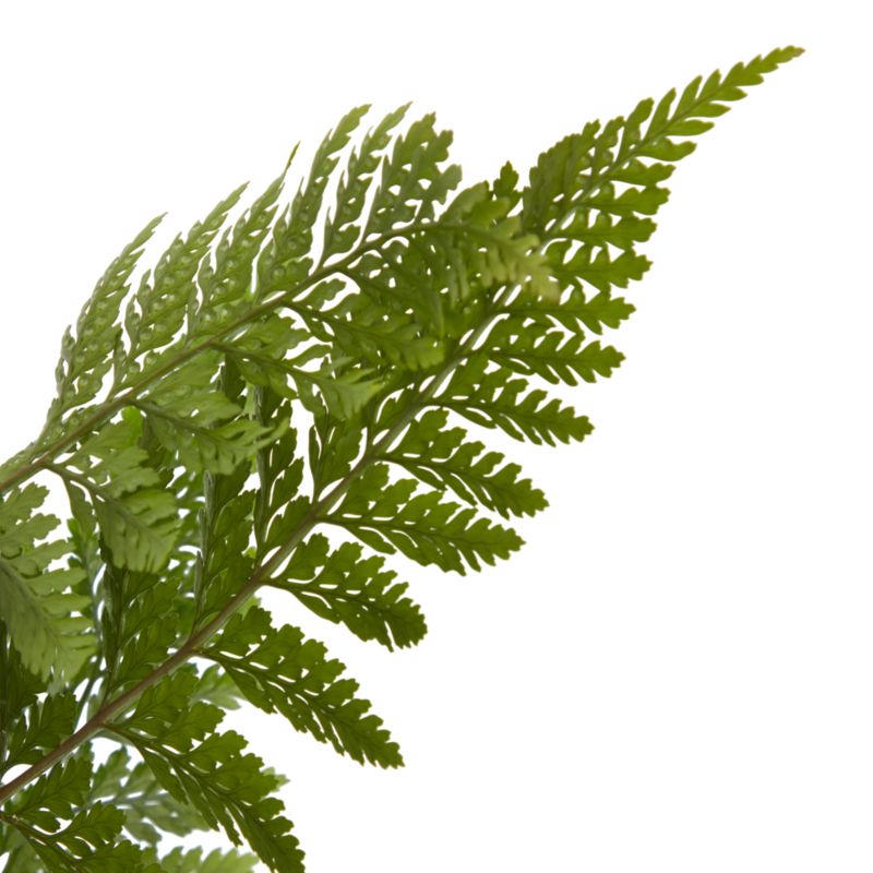 Paproć Ferns wisząca mix Verve 17 cm