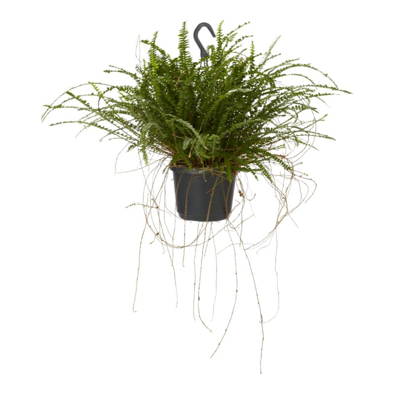Paproć Ferns wisząca mix Verve 17 cm