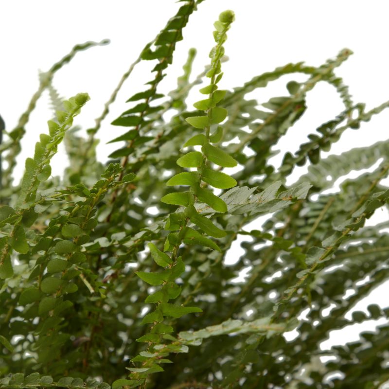 Paproć Ferns wisząca mix Verve 17 cm