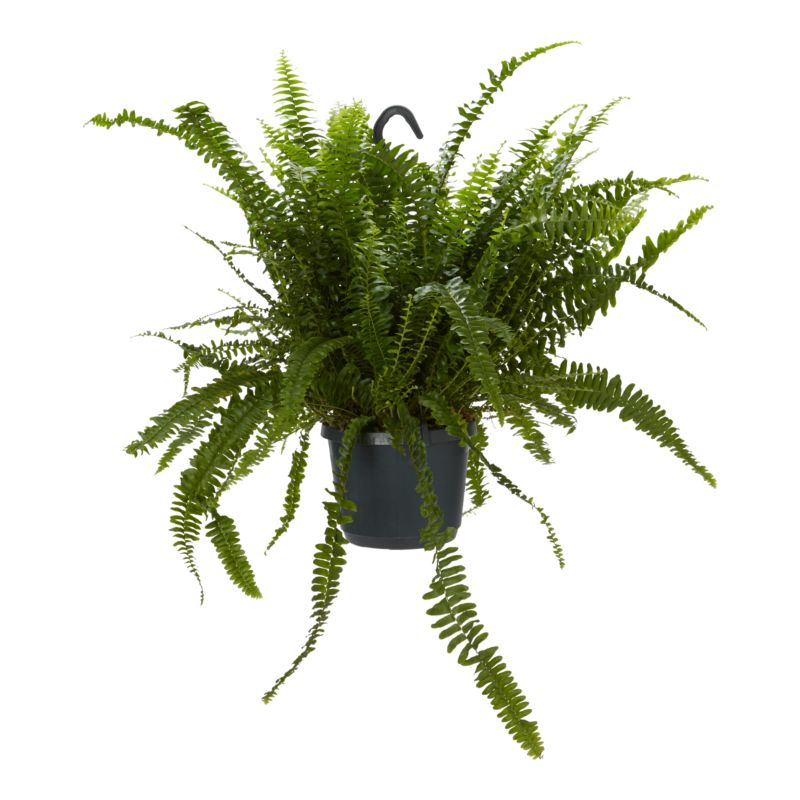 Paproć Ferns wisząca mix Verve 17 cm