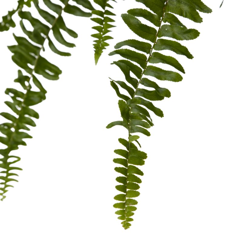 Paproć Ferns wisząca mix Verve 17 cm