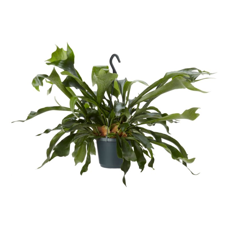 Paproć Ferns wisząca mix Verve 17 cm