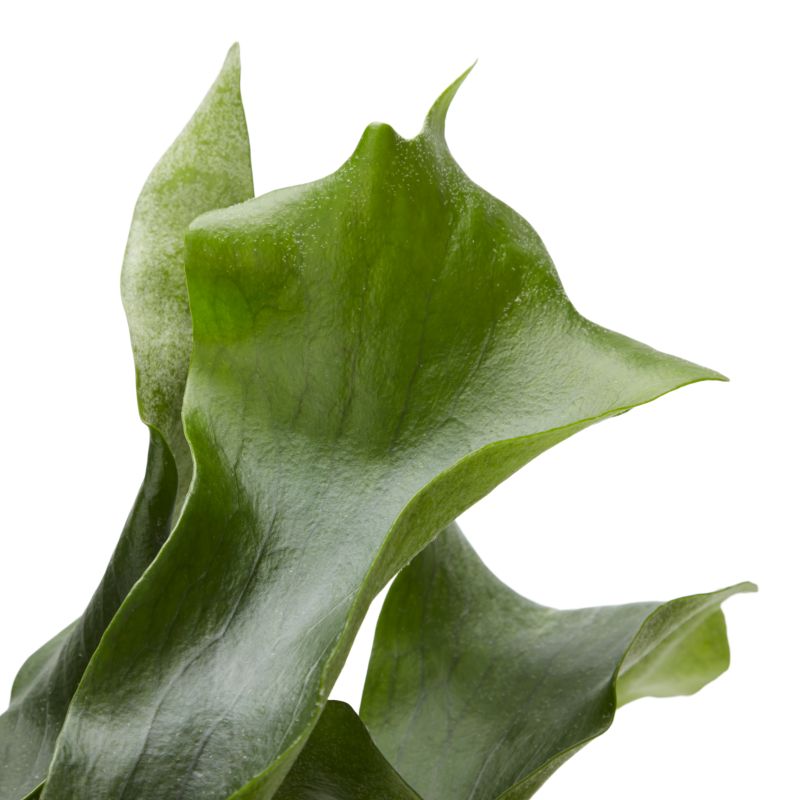 Paproć Ferns wisząca mix Verve 17 cm
