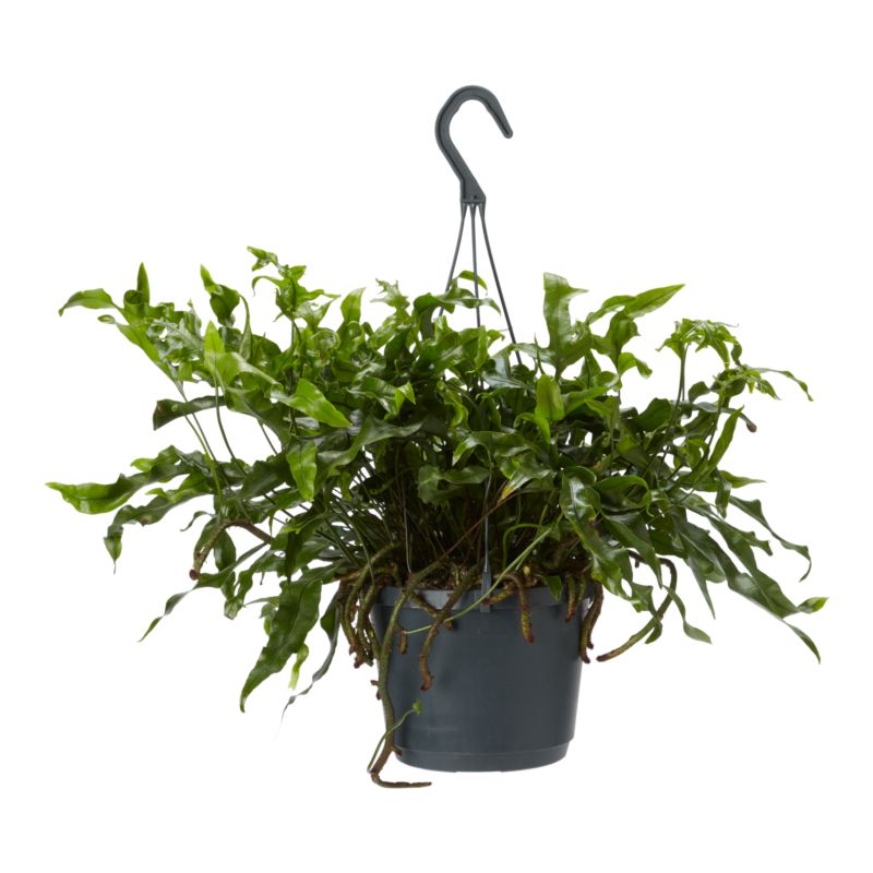 Paproć Ferns wisząca mix Verve 17 cm