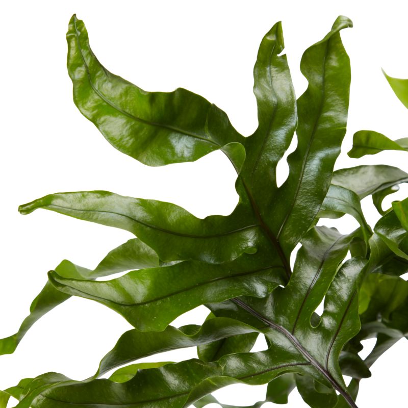 Paproć Ferns wisząca mix Verve 17 cm