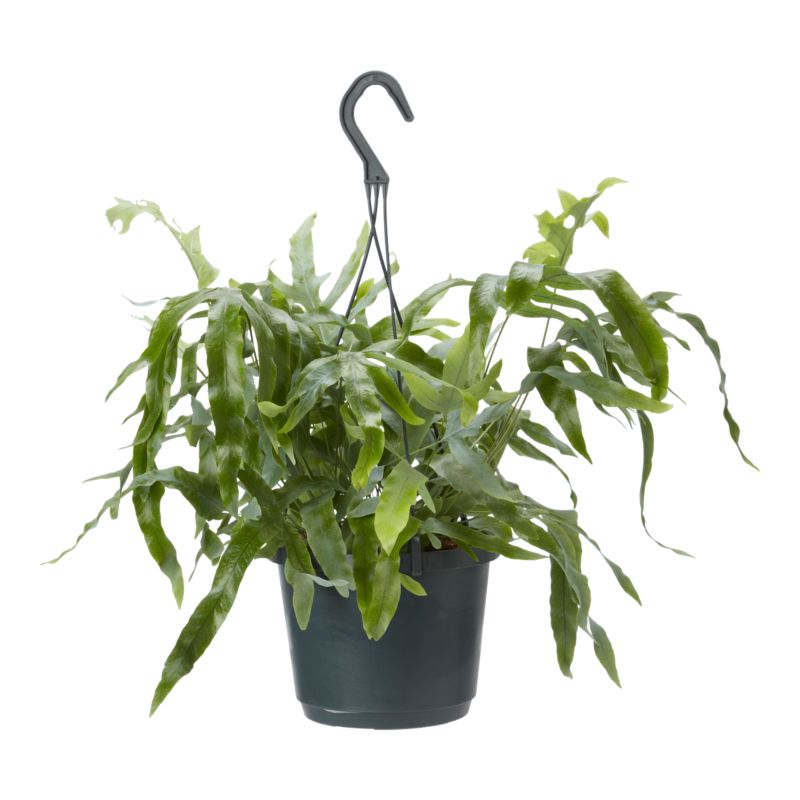 Paproć Ferns wisząca mix Verve 17 cm