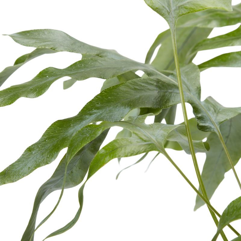 Paproć Ferns wisząca mix Verve 17 cm