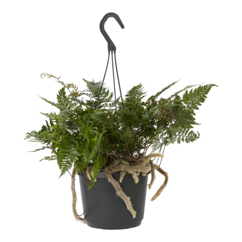 Paproć Ferns wisząca mix Verve 17 cm