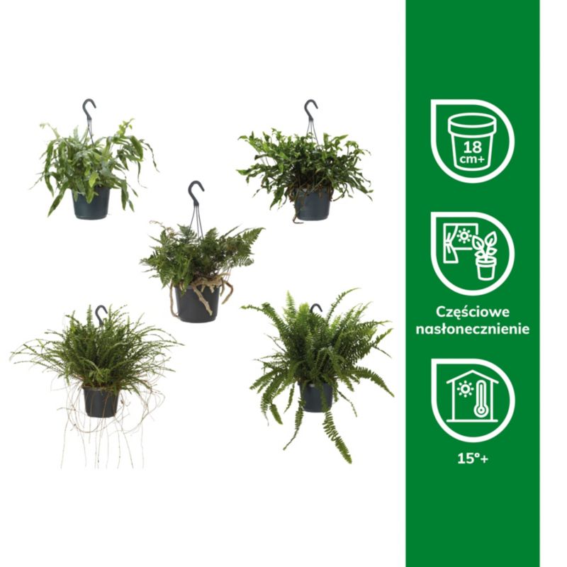 Paproć Ferns wisząca mix Verve 17 cm