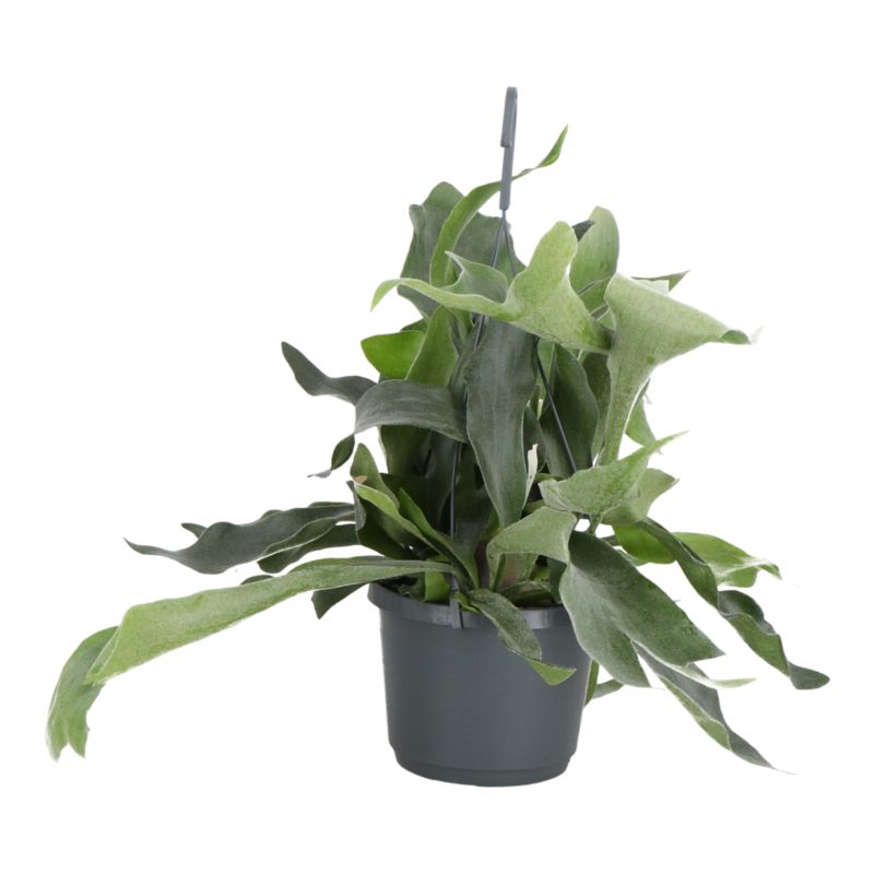 Paproć Ferns wisząca mix Verve 17 cm