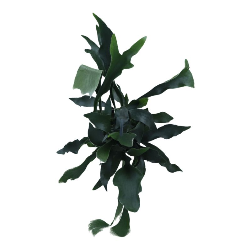 Paproć Ferns wisząca mix Verve 17 cm