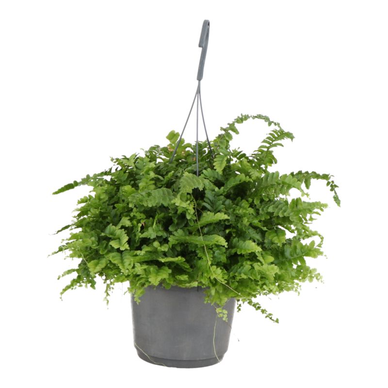 Paproć Ferns wisząca mix Verve 17 cm