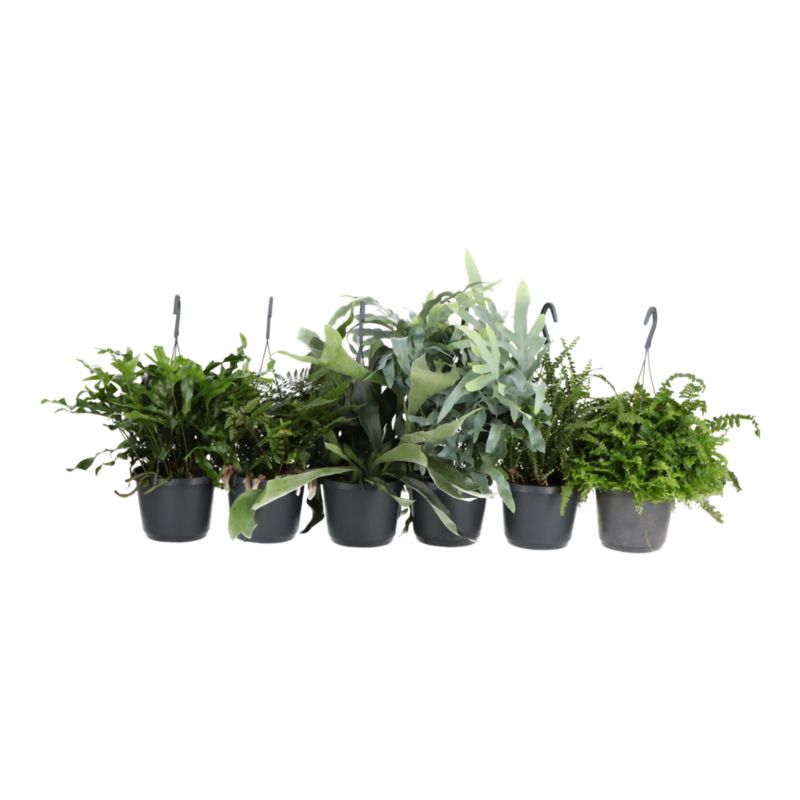 Paproć Ferns wisząca mix Verve 17 cm