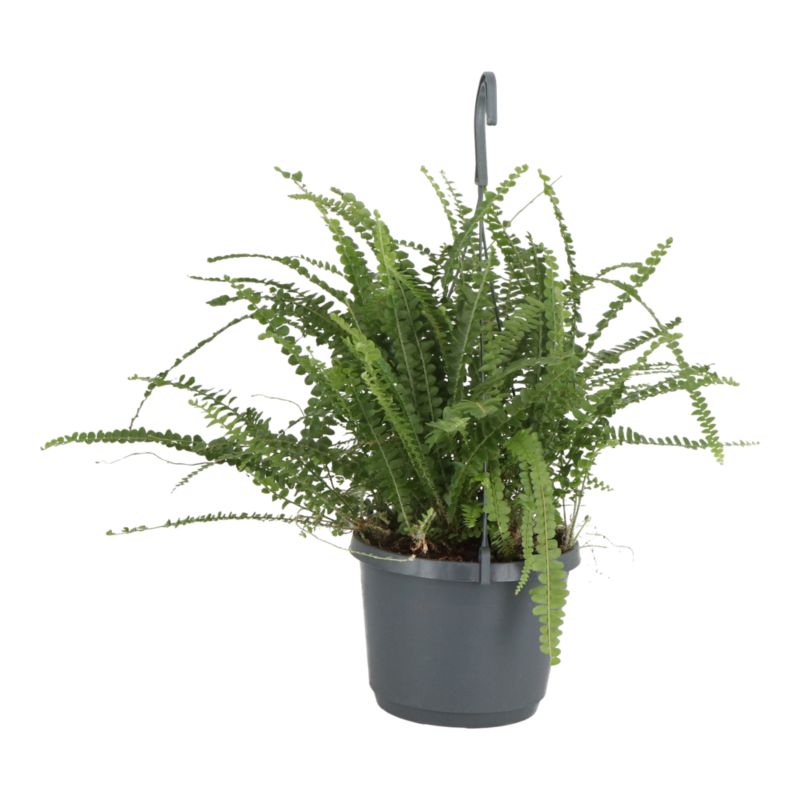 Paproć Ferns wisząca mix Verve 17 cm