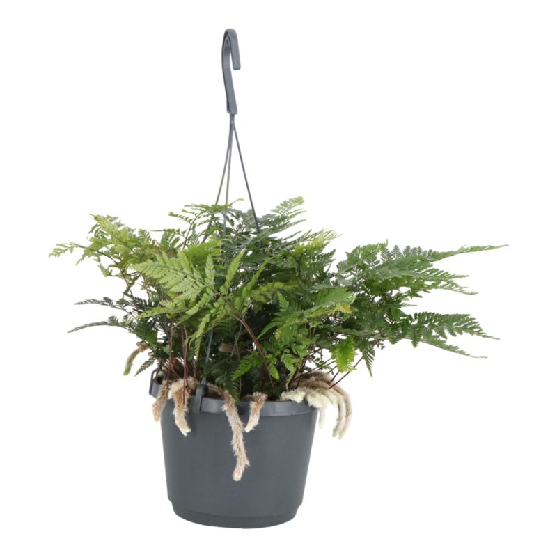 Paproć Ferns wisząca mix Verve 17 cm