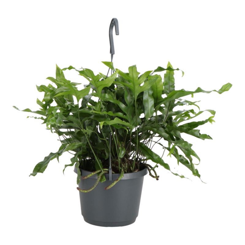 Paproć Ferns wisząca mix Verve 17 cm