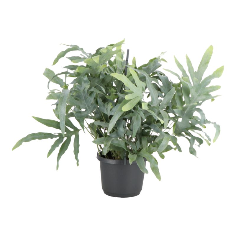 Paproć Ferns wisząca mix Verve 17 cm