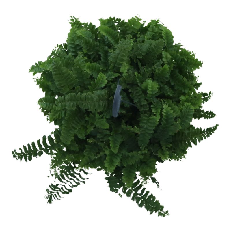 Paproć Ferns wisząca mix Verve 17 cm