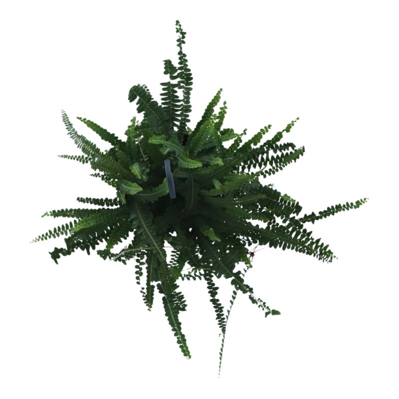 Paproć Ferns wisząca mix Verve 17 cm