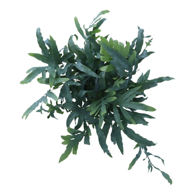 Paproć Ferns wisząca mix Verve 17 cm