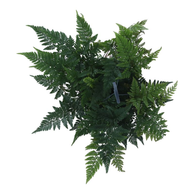 Paproć Ferns wisząca mix Verve 17 cm