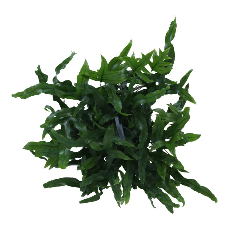 Paproć Ferns wisząca mix Verve 17 cm