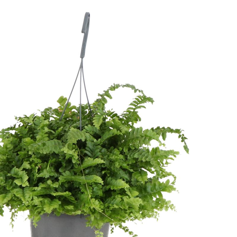 Paproć Ferns wisząca mix Verve 17 cm