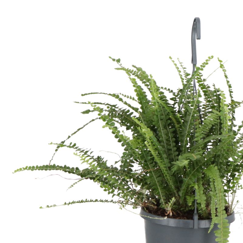 Paproć Ferns wisząca mix Verve 17 cm