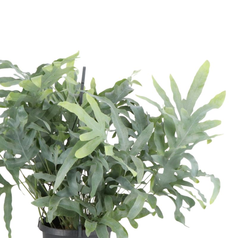 Paproć Ferns wisząca mix Verve 17 cm