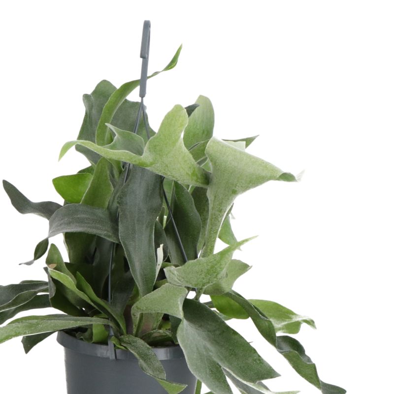 Paproć Ferns wisząca mix Verve 17 cm