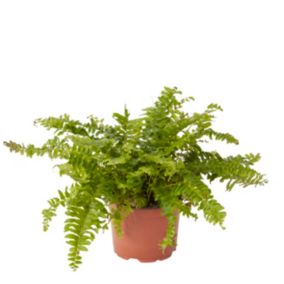 Paproć GoodHome 12 cm wys. 30 cm