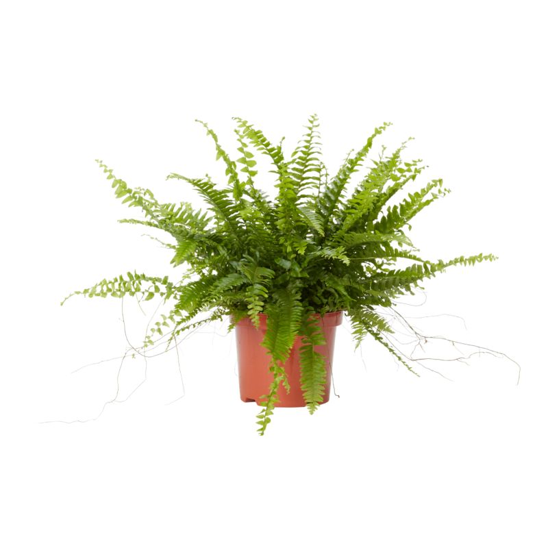 Paproć Green Lady Verve 19 cm wys. 60 cm
