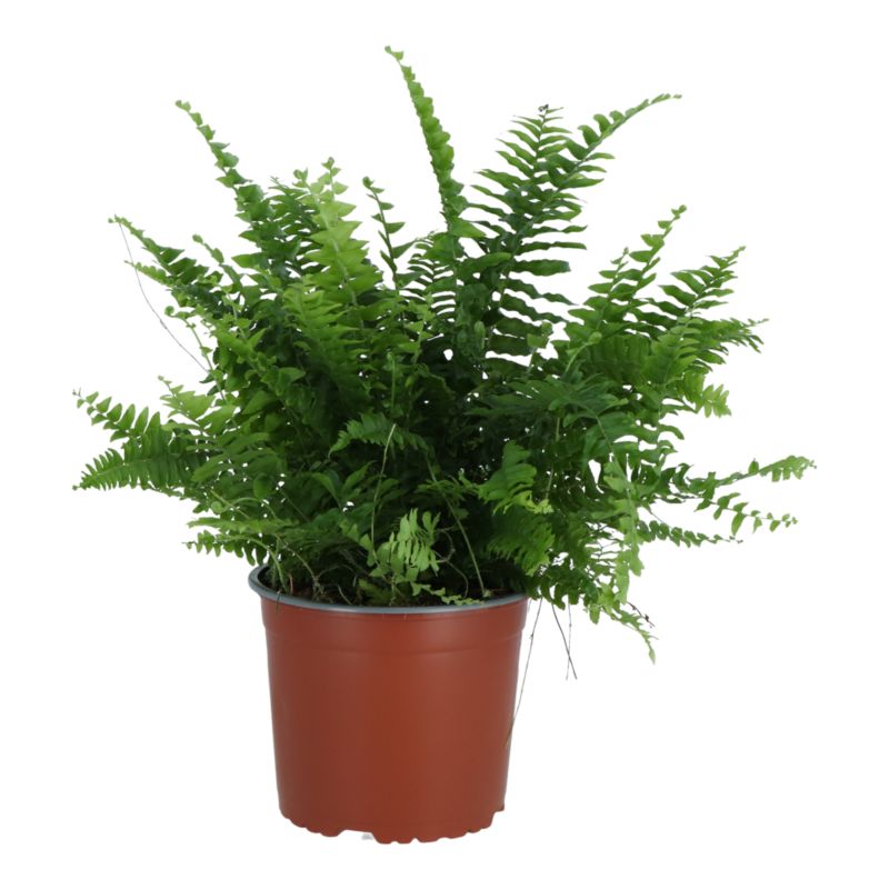 Paproć Green Lady w koszu 19 cm