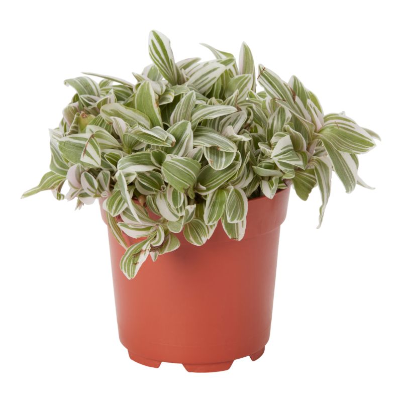 Pasiatka zwisła 12 cm wys. 20 cm