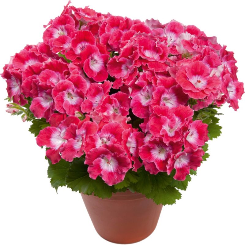 Pelargonia angielska 13 cm